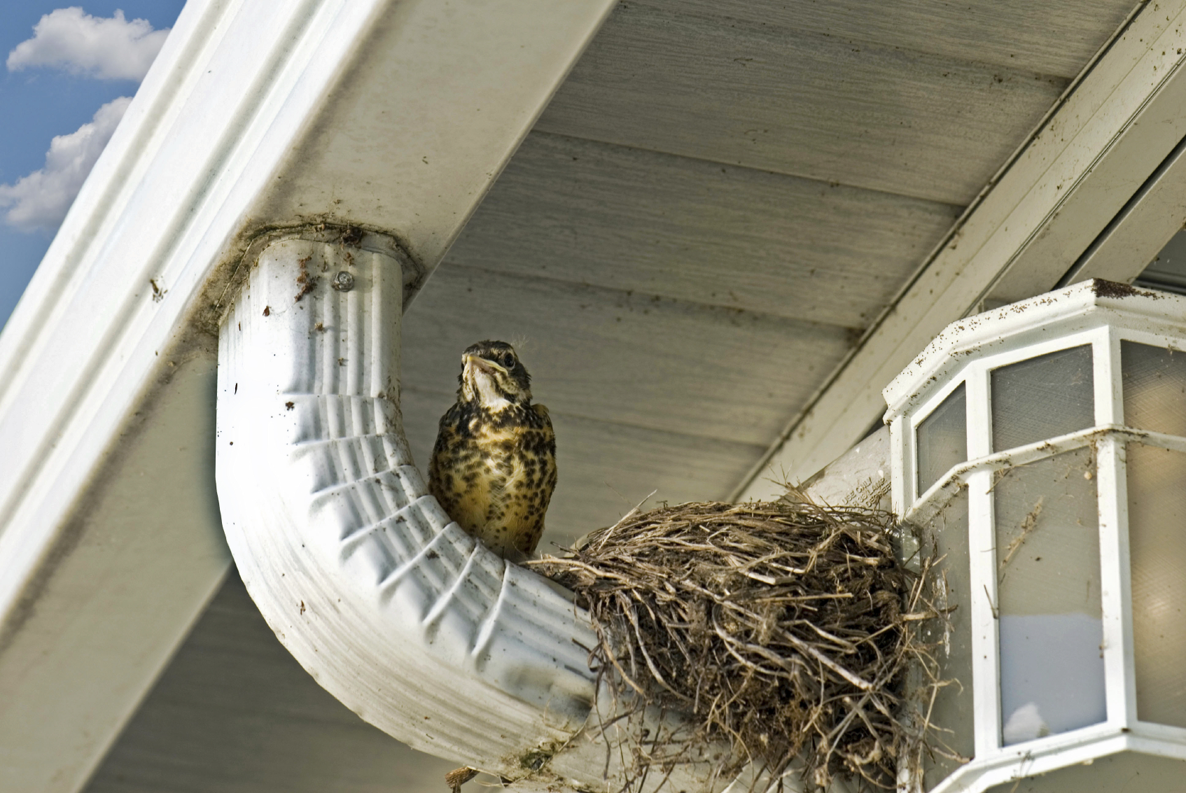 how-to-stop-birds-from-landing-on-your-fence-and-roof-pest-control-faq