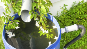 a rain barrel collecting water for reuse